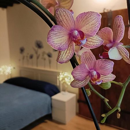 شقة Il Giardino Segreto لوكا المظهر الخارجي الصورة