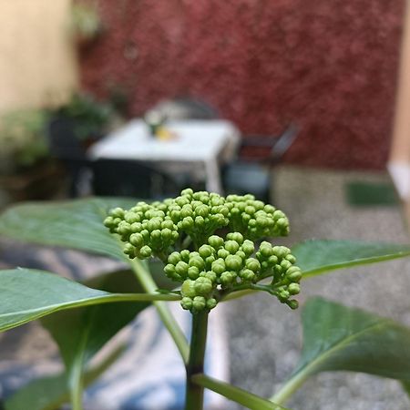 شقة Il Giardino Segreto لوكا المظهر الخارجي الصورة