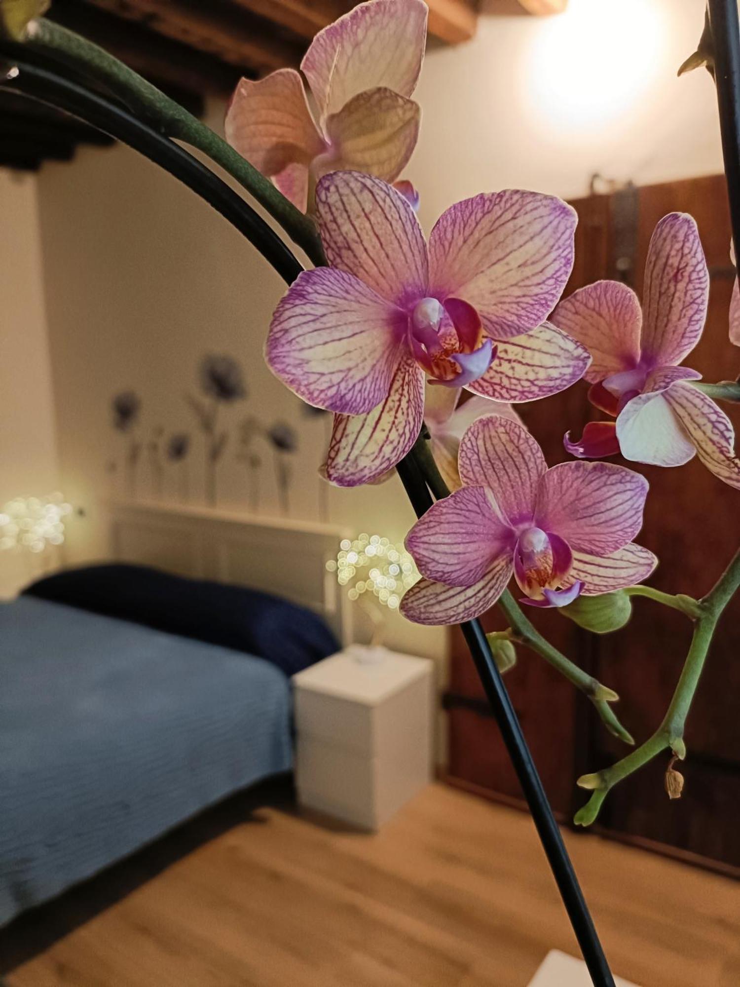 شقة Il Giardino Segreto لوكا المظهر الخارجي الصورة