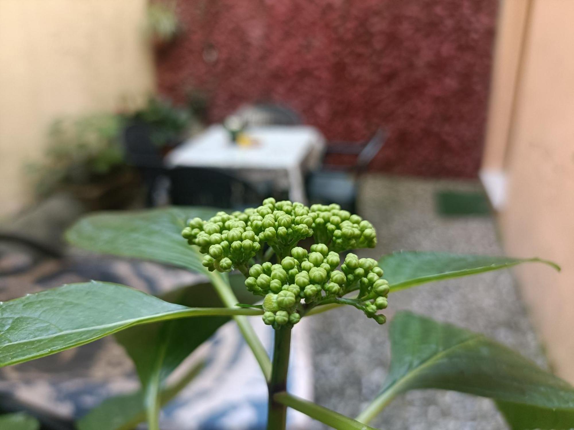 شقة Il Giardino Segreto لوكا المظهر الخارجي الصورة